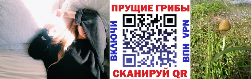 сколько стоит  Богучар  Псилоцибиновые грибы мухоморы 